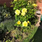 Business 32 image TREES & ALL THINGS GREEN Tree Services in Nottingham No