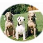 Business 1 image VALE GOOD COMPANION DOG TRAINING Dog Training in Stockton-On-Tees Cl