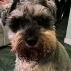 Business 1 image VETS NOW CATERHAM Veterinary Services in Caterham Su