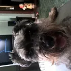 Business 2 image VETS NOW CATERHAM Veterinary Services in Caterham Su