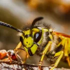 Business 1 image WASP EXTERMINATOR KENT Pest & Animal Control in Chatham Ke