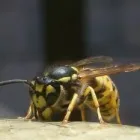 Business 1 image WASP NEST REMOVAL BROMLEY Pest & Animal Control in Croydon Gr