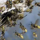 Business 2 image WASPS NEST REMOVAL BASILDON ESSEX Pest & Animal Control in Basildon Es