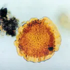 Business 3 image WELLSTRAT SERVICES LTD Environmental Consultants in Wrexham Cl