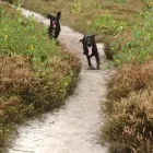 Business 2 image WEYBRIDGE CARS Taxis & Private Hire Vehicles in Weybridge Su