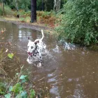 Business 5 image WEYBRIDGE CARS Taxis & Private Hire Vehicles in Weybridge Su