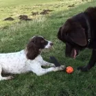 Business 3 image WILDFELL PETCARE Pets & Animals in Keighley We