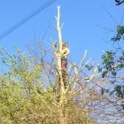 Business 29 image WOODLAND GARDEN SERVICES Tree Services in Godalming Su
