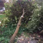 Business 54 image WOODLAND GARDEN SERVICES Tree Services in Godalming Su