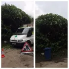 Business 66 image WOODLAND GARDEN SERVICES Tree Services in Godalming Su