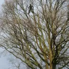 Business 79 image WOODLAND GARDEN SERVICES Tree Services in Godalming Su