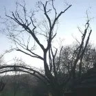 Business 88 image WOODLAND GARDEN SERVICES Tree Services in Godalming Su