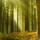 Business 1 image WOODLAND VENTURES LIMITED Tax Services in Verwood Do