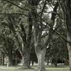 Business 4 image WOODLANDS TREE WORK Tree Services in Knutsford Ch