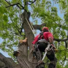 Business 4 image WOODTHORPE TREE SERVICES Tree Services in Nottingham No