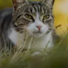 Business 1 image WOODWARD VETERINARY PRACTICE Vets in Ashby De La Zouch Le