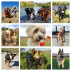 Business 2 image WOOFY WALKERS Pets & Animals in Worthing We