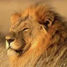 Business 1 image WOOLLISCROFTS OF HANLEY, TUNSTALL, ALSAGER, WOLSTANTON & STONE Compensation Claims in Stoke-On-Trent St