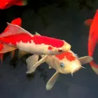 Business 1 image WORLD OF WATER Aquarium & Pond Supplies in Swindon Wi