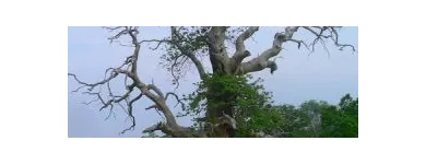 Business 1 image AV ARBORICULTURE LTD Tree Services in Edinburgh Edh