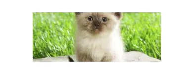 Business 4 image BDS CONSULTANCY LTD Telecommunication Services in Derby De