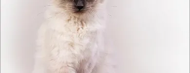 Business 5 image PORTRAITS BY HART General Photographers in Stourbridge We