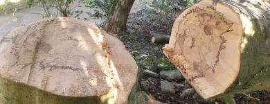 Business 5 image TIBBS TREE SURGEONS Tree Services in Radstock So