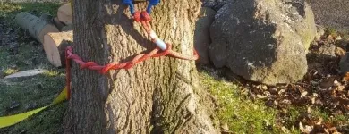Business 14 image TIBBS TREE SURGEONS Tree Services in Radstock So