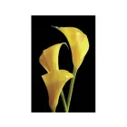 THE FLOWER SHOP