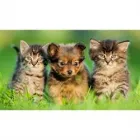 CROSS VETERINARY CLINIC LTD